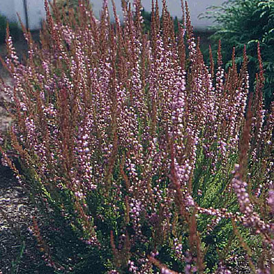 Calluna v. 'Cuprea'