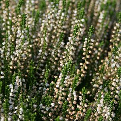 Calluna v. 'Maire's Variety'