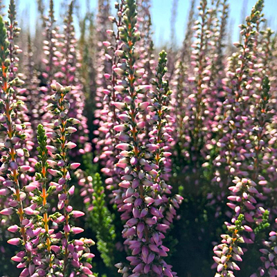 Calluna v. 'Michelle'