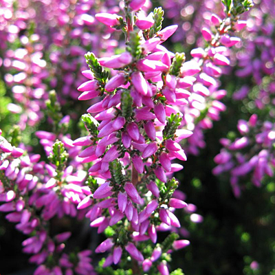 Calluna v. 'Renate'