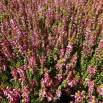 Calluna v. 'Saphira'
