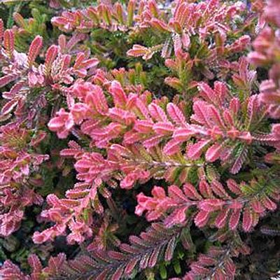 Calluna v. 'Spring Torch'