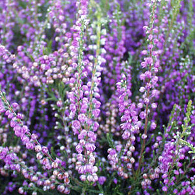 Calluna v. 'Tib'