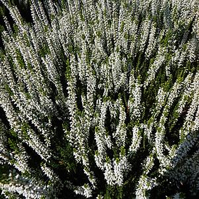 Calluna v. 'Veluwe'