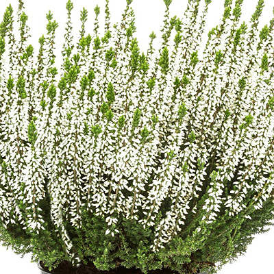 Calluna v. 'Verenka'