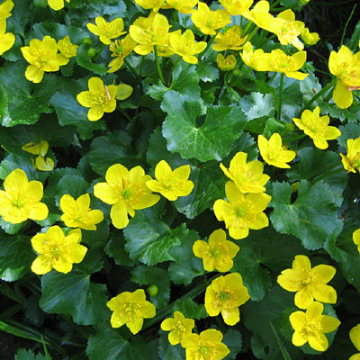 Caltha palustris