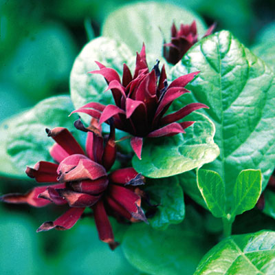 Calycanthus floridus