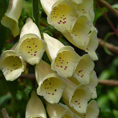 Digitalis p. 'Camelot Cream'