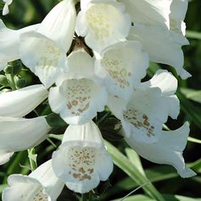 Digitalis p. 'Camelot White'
