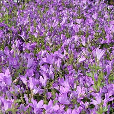Campanula port. 'Birch Hybrid'