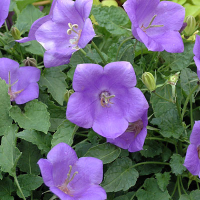 Campanula c. 'Blue Clips'