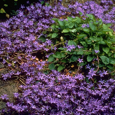 Campanula pos. 'Blue Waterfall'