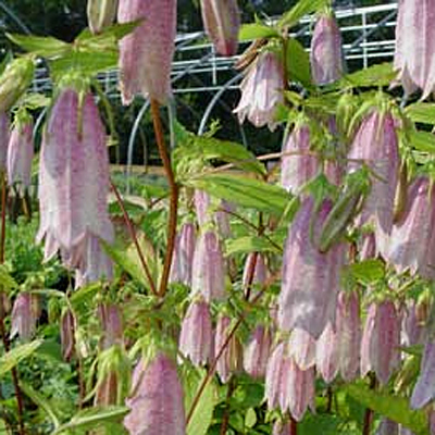 Campanula t. 'Elizabeth'