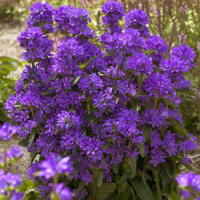 Campanula glom. 'Freya'
