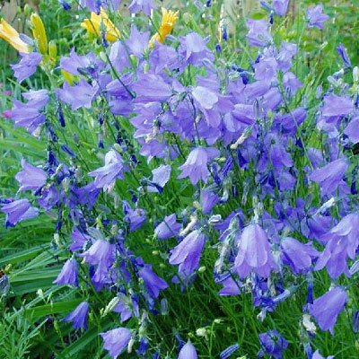 Campanula r. 'Olympica'