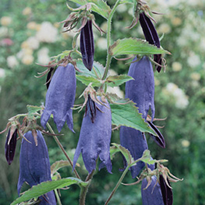 Campanula x 'Sarastro'