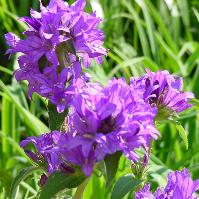 Campanula glom. 'Superba'
