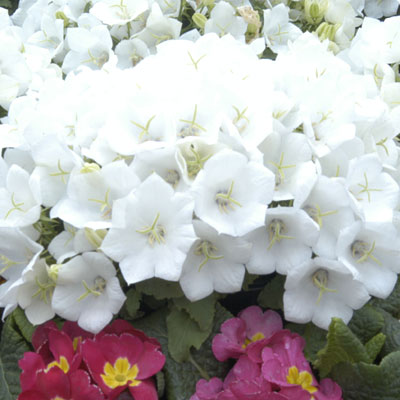 Campanula c. 'White Clips'