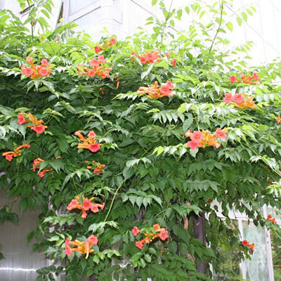 Campsis radicans