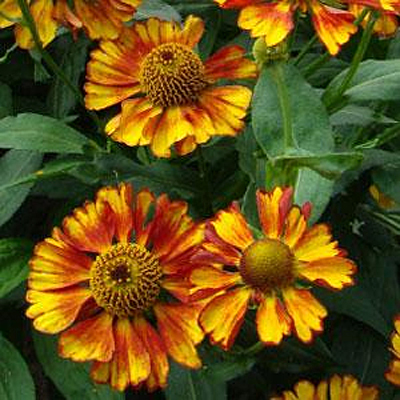 Helenium a. 'Can Can'