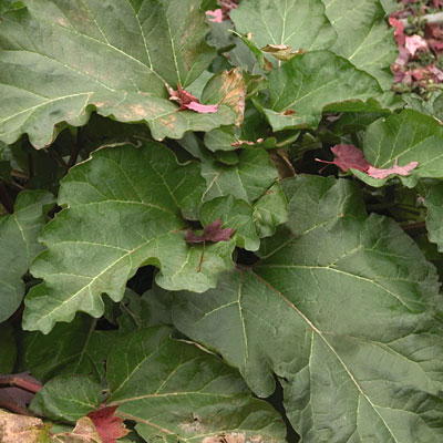 Rheum 'Chipman's Canada Red'