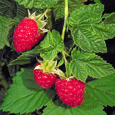 Rubus id. 'Canby Red'