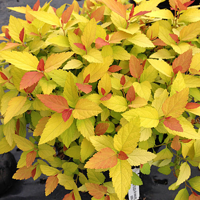 Spiraea j. 'DP Candy Corn'