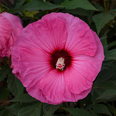 Hibiscus 'Summerific Candy Crush'