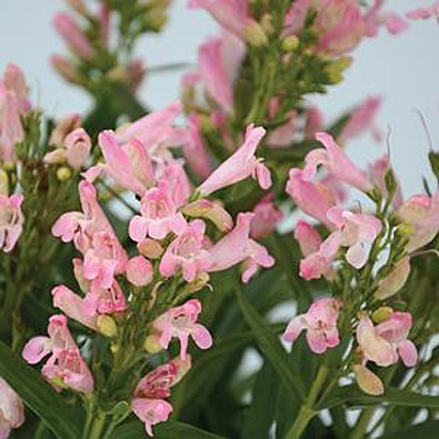 Penstemon x 'Rock Candy Light Pink'