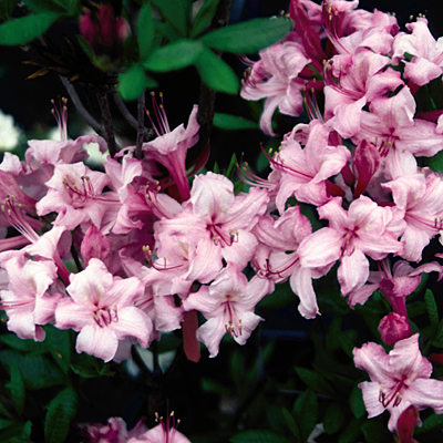 Azalea 'Candy Lights'
