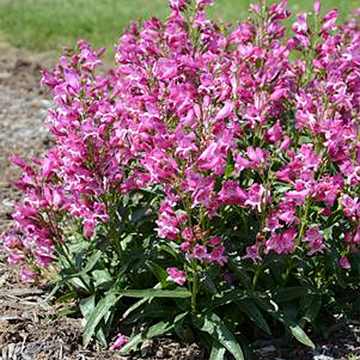 Penstemon x 'Rock Candy Pink'