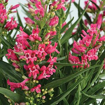 Penstemon x 'Rock Candy Ruby'