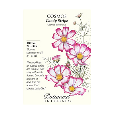 Seeds - BI Cosmos Candy Stripe