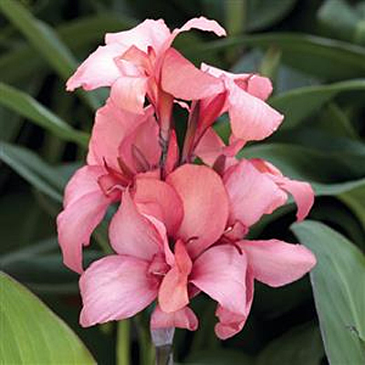 Canna 'Cannova Mango'