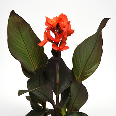 Canna 'Cannova Bronze Orange'