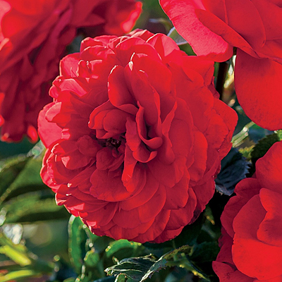 Rosa 'Canyon Road'