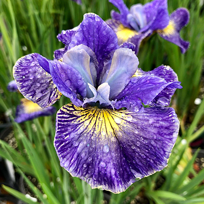 Iris s. 'Cape Cod Boys'