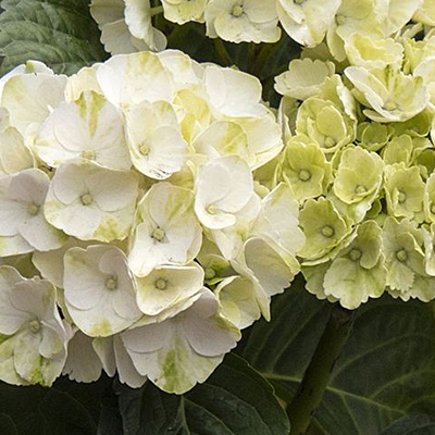 Hydrangea m. 'Cape Lookout'