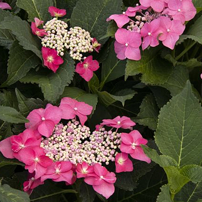 Hydrangea s. 'Cape May'