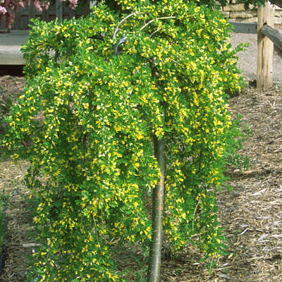 Caragana arb. 'Pendula'