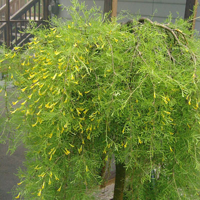 Caragana arb. 'Walker'