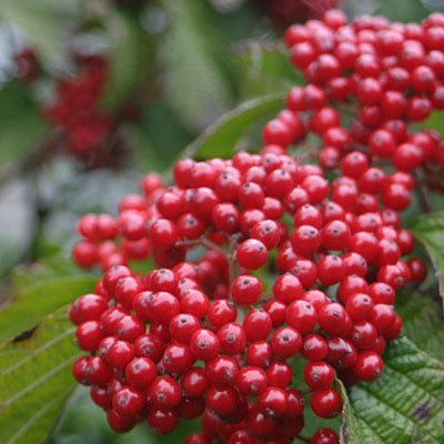 Viburnum dil. 'Cardinal Candy'