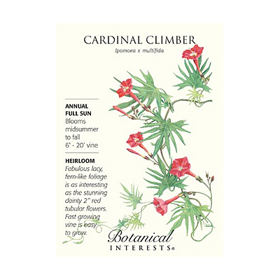 Seeds - BI Cardinal Climber Vine
