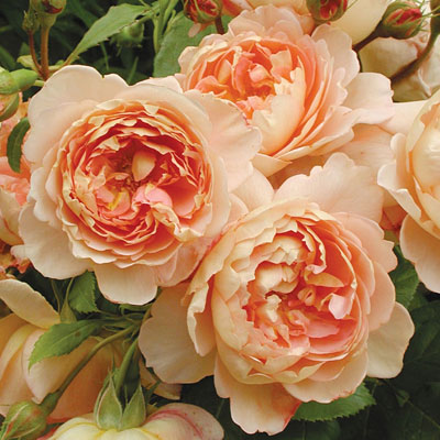 Rosa 'Carding Mill'