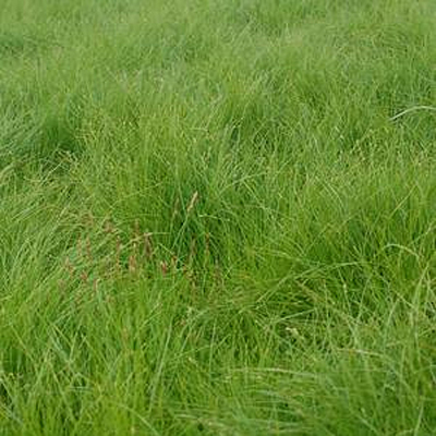Carex appalachica