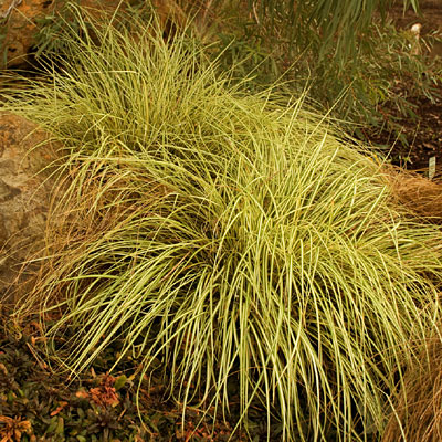 Carex h. 'Evergold'