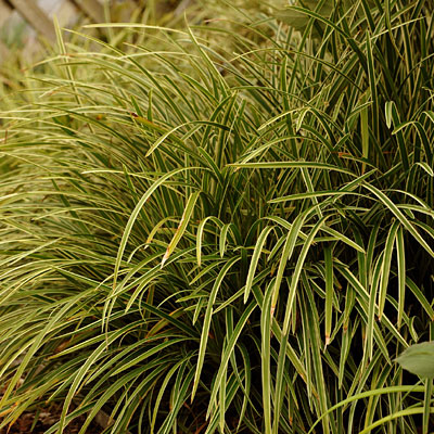 Carex morrowii 'Ice Dance'