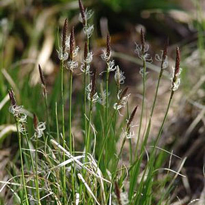 Carex pensylvanica