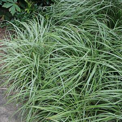 Carex x 'Silver Sceptre'
