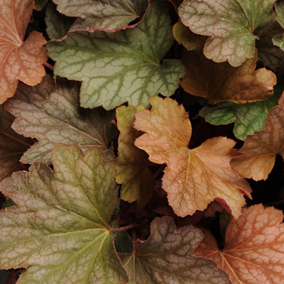 Heuchera x 'Carnival Watermelon'